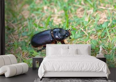 Macro photo of a black beetle called Oryctes rhinoceros Wall mural