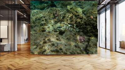 Striped grouper at the bottom of a coral reef in the Red Sea Wall mural