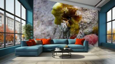 The underwater world of the Red Sea with colorful coral reef inhabitants Wall mural