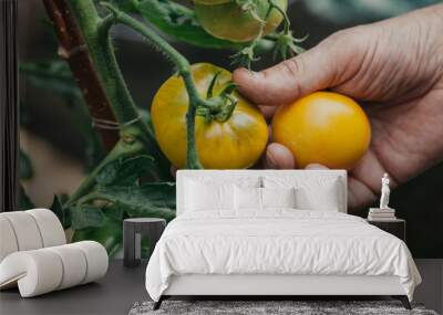 Men hands pick brown tomatoes from  bush Wall mural