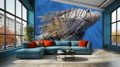 Lion fish live in aquarium Wall mural