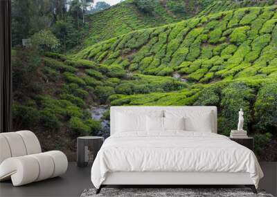 Tea plantation in Cameron highlands,mountain hills in Malaysia Wall mural