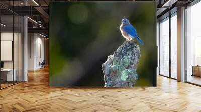 Cute little Bluebird in Alexandria, VA Wall mural