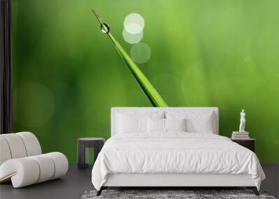 a blade of grass with dew in the morning, illustrating concept of natural green environment Wall mural