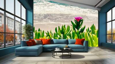 fuschia pink flower blooming off a coastal ice plant growing in the wild on a bluff with softly blurred turquoise ocean waves in the background Wall mural