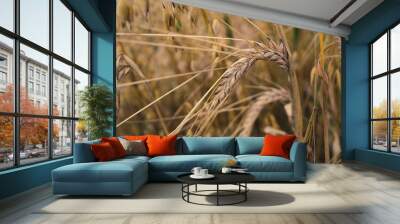 golden wheat field Wall mural