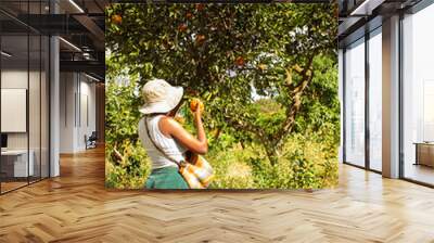 A young black woman harvesting oranges in an orchard Wall mural