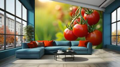 Fresh and ripe tomatoes on the vine in the morning sunlight Wall mural