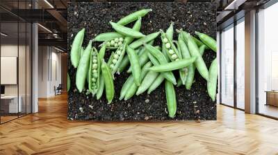 Fresh green peas in open pods on dark soil natural and organic Wall mural