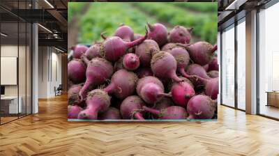 Freshly harvested beets with dirt covered purple skin in a crate on a farm field Wall mural