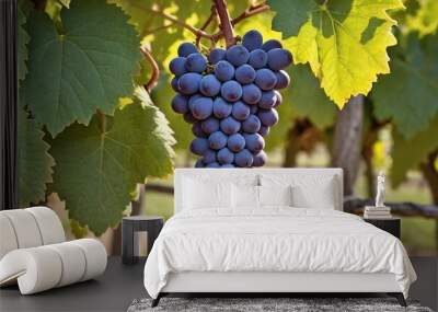 Ripe Grapes in Lush Vineyard  Vibrant Purple and Green Harvest Wall mural