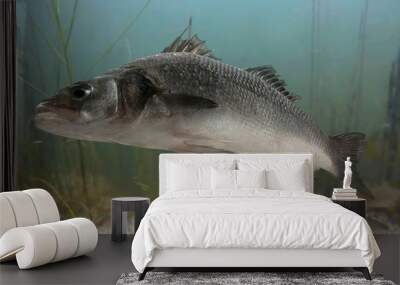 Live sea bass fish close to the seabed Wall mural