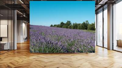 field of purple lavender Wall mural