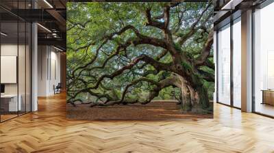 Large southern live oak (Quercus virginiana) near Charleston, South Carolina Wall mural