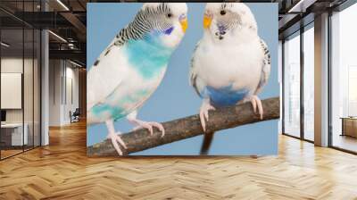 Pair of blue and white parakeets perched on bare branch Wall mural