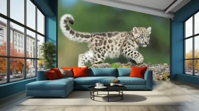 single snow leopard cub prowling on rocky surface Wall mural