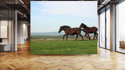 two horses running on field Wall mural