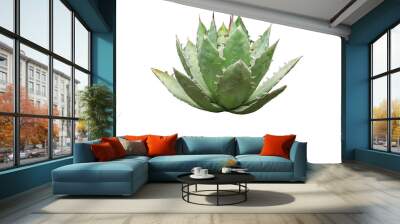 Agave plant isolated on white backgroumd. clipping path. Agave plant tropical drought tolerance has sharp thorns. Wall mural