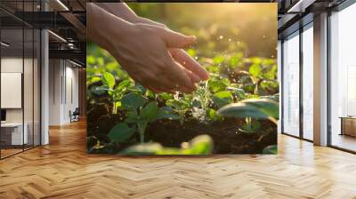 plant in the hand Wall mural