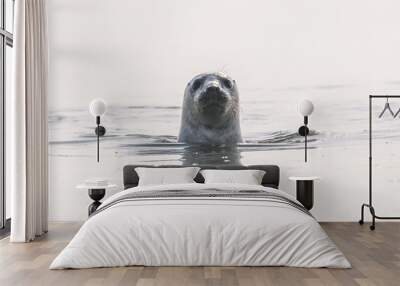 Common seal portrait Wall mural