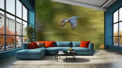 Flying kingfisher Wall mural