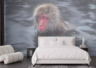 white Japanese macaque, snow monkey taking bath in hot spring close up Wall mural