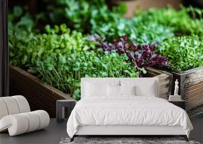 Fresh, vibrant microgreens growing in wooden crates. Wall mural