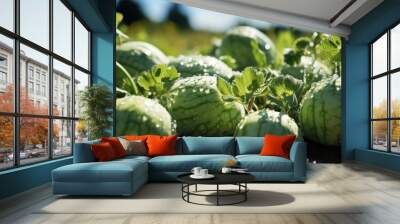 Green Watermelon plantation field in summer Wall mural