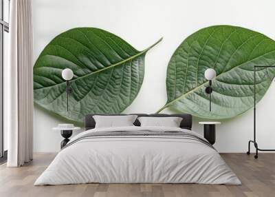 Two green leaves isolated on a white background. Wall mural