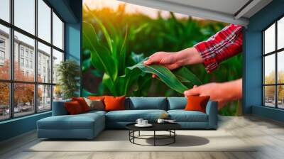 Female farmer agronomist standing in green field, holding corn leaf in hands and analyzing maize crop at sunset Wall mural