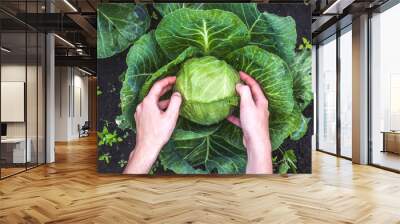 Harvesting cabbage. Vegetables, garden Wall mural