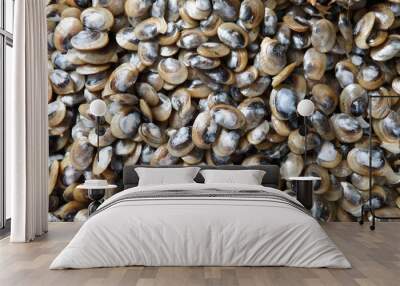 Clams have two shells of equal size connected by two adductor muscles and have a powerful burrowing foot. Wall mural