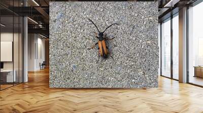 Black flying with brown wings insect on the ground in macro shot Wall mural