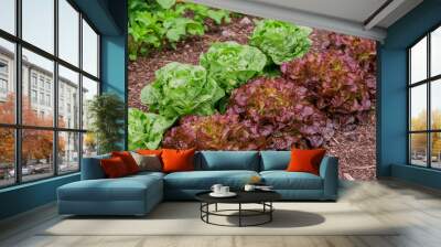 Photo of growing lettuce in the garden Wall mural