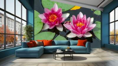 Pink fresh lotus blossom or water lily flower blooming on pond Wall mural