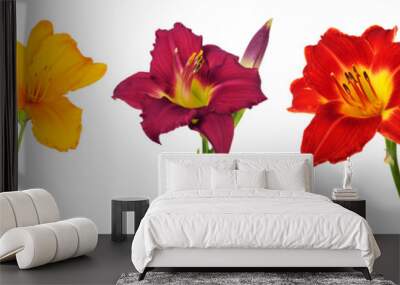 five different daylily (hemerocallis) flowers, isolated on pure white background Wall mural