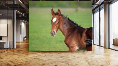 Portrait of little bay foal on a natural background Wall mural