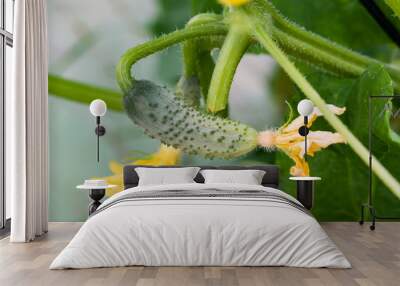 A fresh small cucumber grows on a stem in a greenhouse. in the garden in spring, summer Wall mural