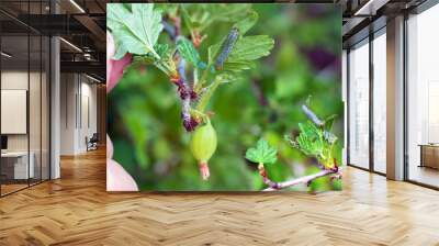 The gooseberry caterpillar (Nematus ribesii) is a garden pest that eats leaves green gooseberries
 Wall mural