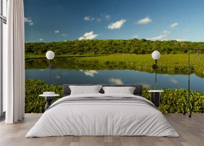 Panorama view of the lake and vegetation in Pre Delta national park. The Eichornia azurea aquatic plant colony, also known as Water Hyacinth, the tropical forest and clear sky reflected in the water. Wall mural