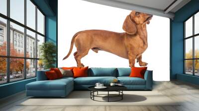 Dachshund Dog isolated over white background Wall mural