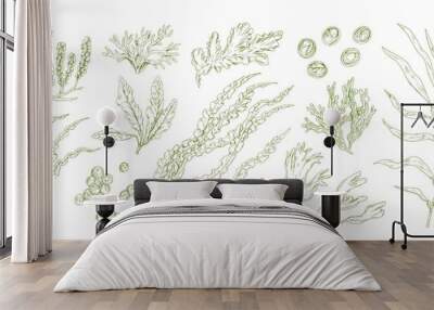 Collection of monochrome edible algae isolated on white background. Different hand drawn seaweed. Organic water plants. Realistic detailed seaware set. Vector illustration Wall mural