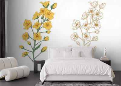 Colorful yellow canola flower and sketch of rapeseed. Two floral branches of rape plants. Contoured botanical elements in retro style. Colored vector illustration isolated on white background Wall mural