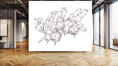 Gooseberry branch with berries and leaf. Outlined vintage botanical drawing of garden fruit plant. Handdrawn botany sketch in retro style. Hand-drawn vector illustration isolated on white background Wall mural