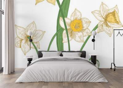 Narcissus Flowers Hand Drawn Illustration Wall mural