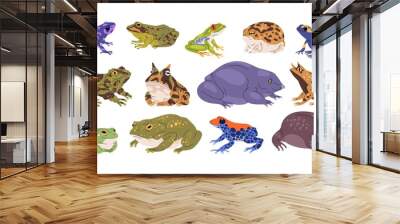 Set of frogs and toads of different species. Variety of exotic amphibian animals. Tropical reptiles. Various types of froggies. Realistic flat vector illustration isolated on white background Wall mural