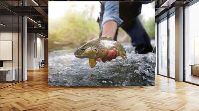 catching a brown trout in the river Wall mural