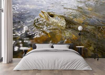 Close-up brown trout fly catch Wall mural