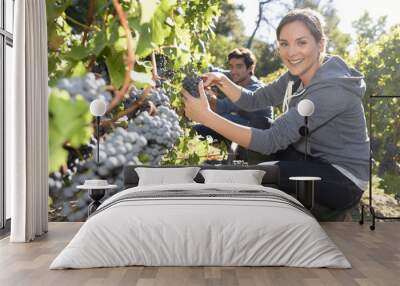 Closeup of young woman picking grape in vineyard Wall mural