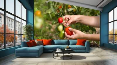 woman's hands harvesting fresh organic tomatoes in her garden on a sunny day. Farmer Picking Tomatoes. Vegetable Growing. Gardening concept Wall mural